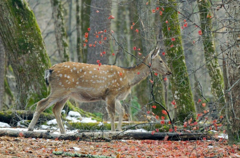 Immer auf der Hut: Der Sikahirsch, die Beute des Amur-Tigers, läuft durch den verschneiten Wald. – Bild: bilibili