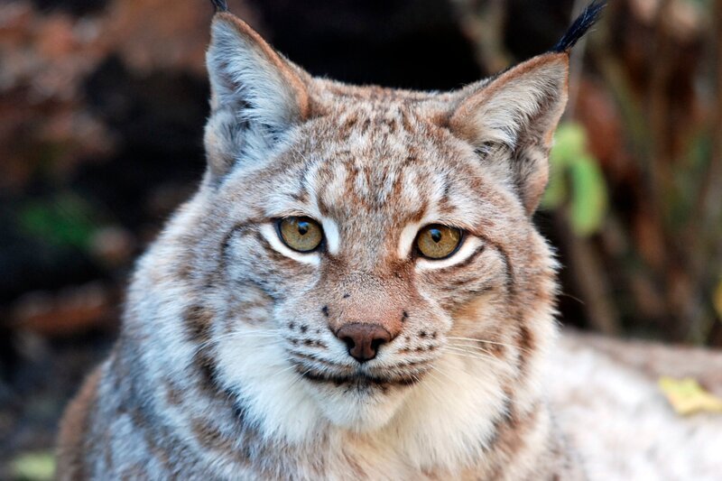 Luchsmama Mia hält ihren Nachwuchs versteckt. – Bild: Jens-Uwe Heins