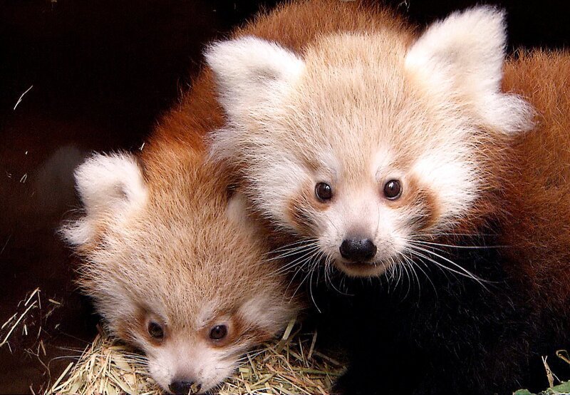 Nachwuchs bei den Katzenbären im Tierpark: Quincy und Isabell haben Zwillinge (Bild) bekommen. – Bild: rbb