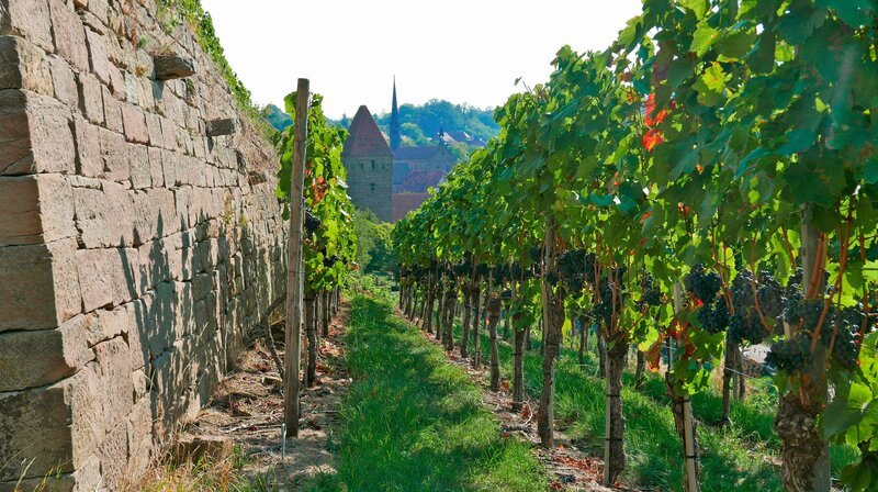 Kloster-Weinberg Maulbronn. – Bild: SWR/​Caligari Entertainment/​Daniela Agostini