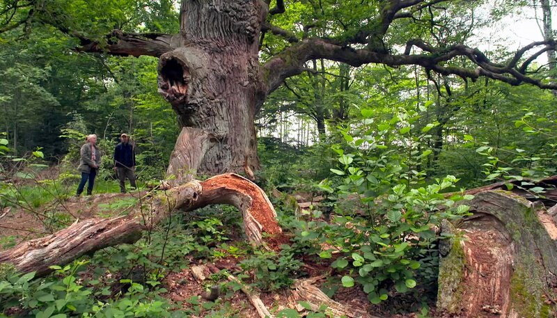 Alte Eiche im Reinhardswald. – Bild: HR