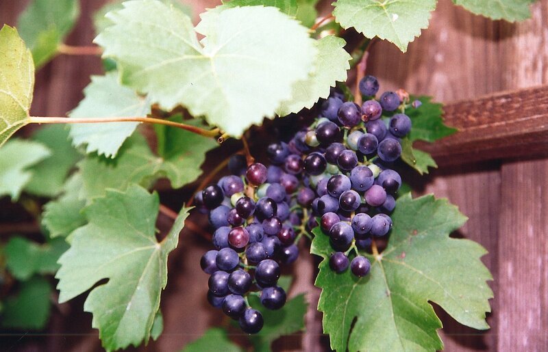 Ursprünglich wuchsen die Weinreben wild auf Bäumen. Sie rankten dem Licht entgegen und breiteten ihre lianenartigen Triebe über den Baumkronen aus. Doch schon vor 5.000 Jahren kultivierten und züchteten die Ägypter diese Pflanze. – Bild: Bayerischer Rundfunk