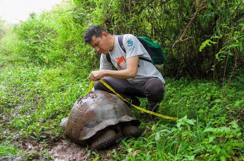 Der Biologe Jorge Carrión vermisst eine Galápagos-Riesenschildkröte. Die Reptilien sind manchmal über 120 Kilogramm schwer. – Bild: NDR/​Manfred Uhlig