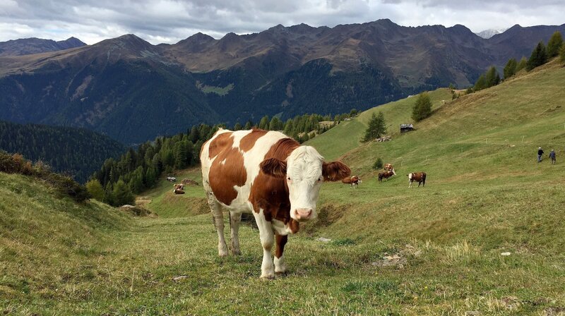 Kühe auf der Kasermähder Alm in Südtirol. – Bild: MDR