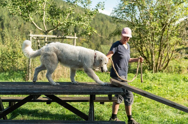 Martina Albrecht beim Hundetraining auf dem Windberghof im Schwarzwald. – Bild: SWR /​ SWR Presse/​Bildkommunikation