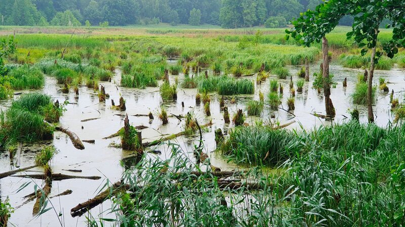 Naturmoor – Bild: NDR/​Alexander Goligowski