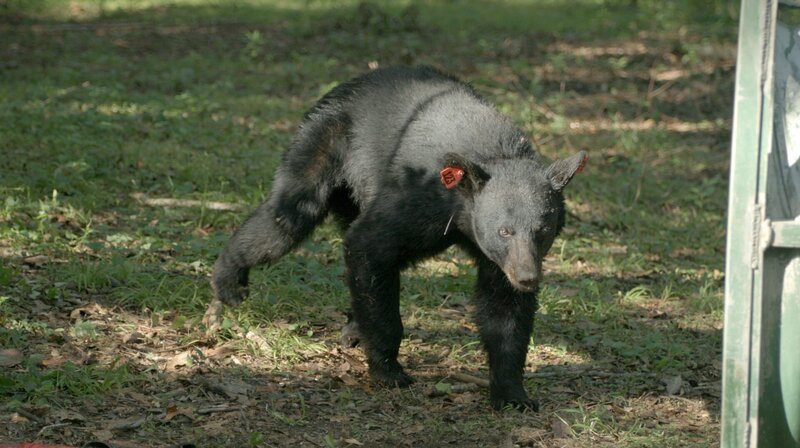 Eine Louisiana-Schwarzbärin ist gerade aus der Narkose erwacht. – Bild: ZDF und Iris Gesang
