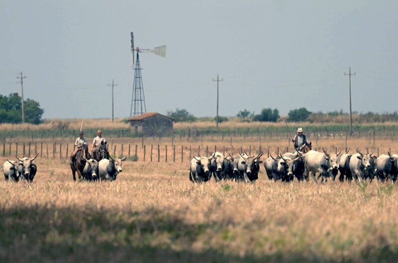 In der Toskana halten die „Butteri“, berittene Hirten, seit Jahrhunderten das regionstypische wilde und angriffslustige Vieh auf dem Rücken ihrer Pferde in Zaum. – Bild: Elephant Doc