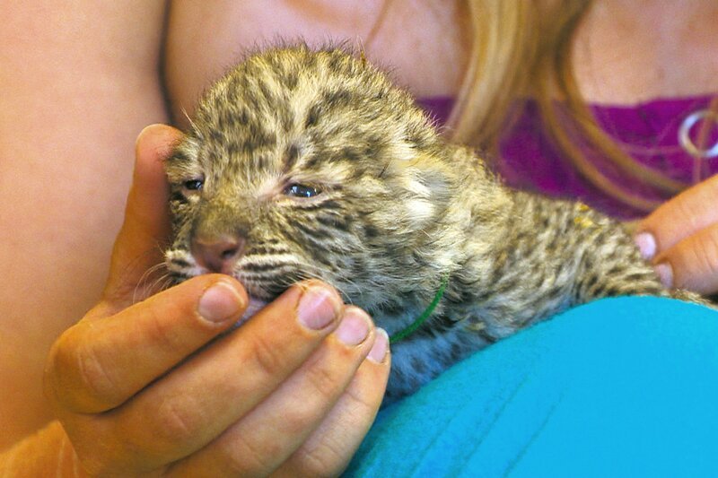 Wie alle Babys haben auch kleine Leoparden ein schwaches Immunsystem und fangen sich schnell einen Infekt ein. – Bild: SWR/​Harald Mittermüller