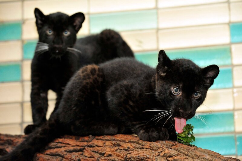 Im Alfred-Brehm-Haus gibt es mal wieder einen Babyboom! Nur gut, dass sich die Eltern der beiden Panthergeschwister Ferra und Remaong (Bild) an der Aufzucht beteiligen, denn die Tierpfleger haben neben ihrer täglichen Arbeit wenig Zeit, sich mit allen Jungtieren gleich intensiv zu beschäftigen. – Bild: rbb/​Thomas Ernst