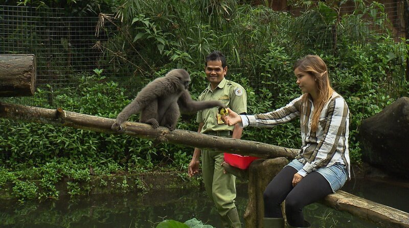 In einem Tierpark auf Java macht Anna Bekanntschaft mit Silbergibbon Bona. Als Baby sollte das Weibchen auf dem illegalen Tierhandel verkauft werden, konnte aber gerettet werden. – Bild: BR/​BILD + TEXT Medienproduktion GmbH & Co. KG.