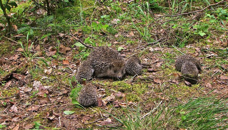 Igel paaren sich meistens nur einmal im Jahr. Im Durchschnitt gebären die Weibchen fünf Junge. Ihren Nachwuchs bekommt die Mutter zwischen August und September. – Bild: NDR/​NDR Naturfilm/​Power of Earth