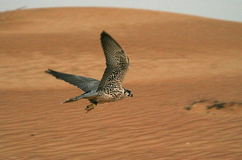 Der Sakerfalke oder Würgfalke ist ein großer Falke der Steppen und Waldsteppengebiete Osteuropas und Zentralasiens. – Bild: BR/​Gregory Simkins