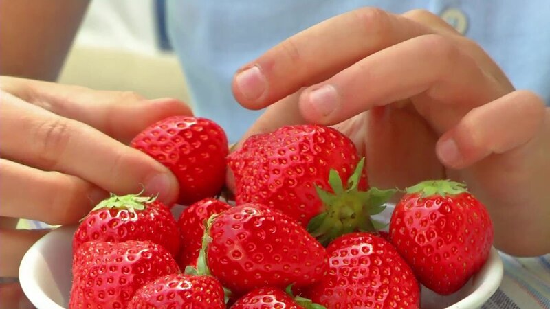 Klivia pflanzt Erdbeeren. Im Zeitraffer wird gezeigt, wie die leckeren roten Beeren wachsen. – Bild: WDR/​Die Sendung mit dem Elefanten