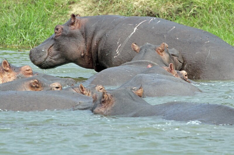 Im Wasser halten sich Nilpferde – ganz anders als an Land – gerne nahe beieinander auf. Zärtlichen Austausch gibt es aber meist nur zwischen Mutter und Jungtier. – Bild: BR/​TEXT + BILD Medienproduktion GmbH & Co. KG
