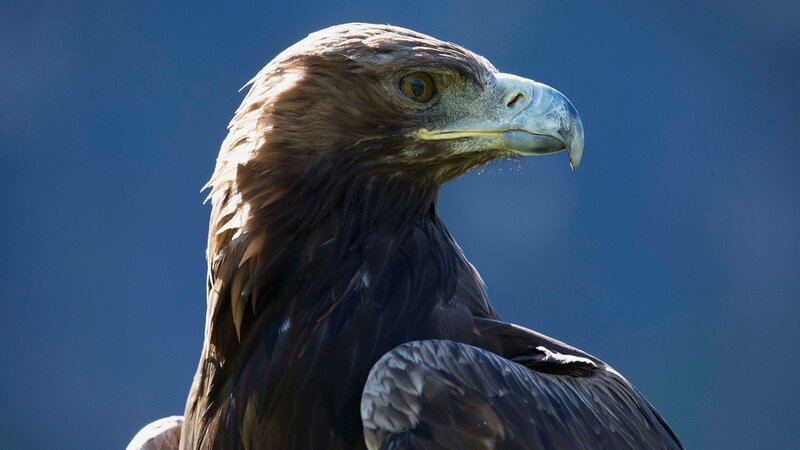 Das sprichwörtliche Adlerauge – eine laufende Maus erkennt der Steinadler aus zwei Kilometern Entfernung. – Bild: SRF/​Terra Mater Factual Studios