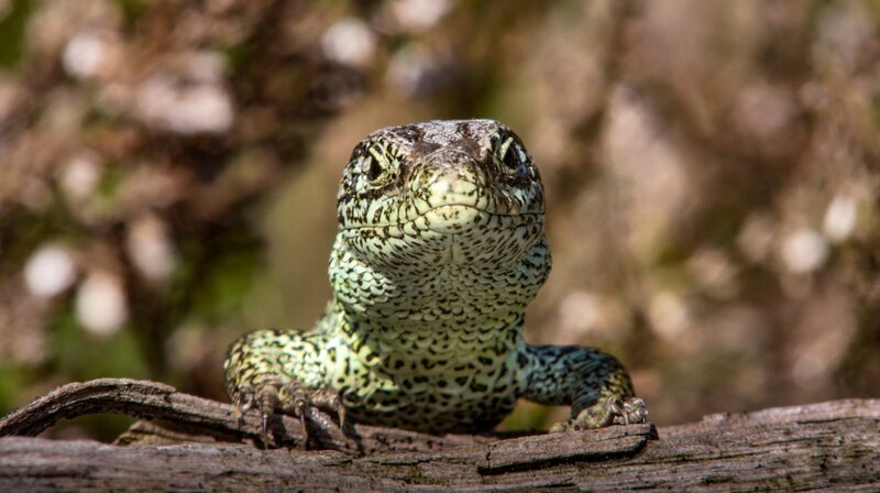 Die Zauneidechse ist eine der seltenen Arten, die von der Renaturierung bayerischer Flüsse profitieren. – Bild: BR/​Längengrad Filmproduktion GmbH/​Ralph Schieke