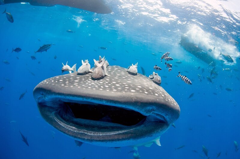 Walhaie und Thunfische sind nicht nur Reisegefährten, sondern arbeiten bei der Nahrungsjagd aktiv zusammen: Sie treiben kleinere Fische zusammen, umzingeln und attackieren sie – eine Taktik, von der beide Arten profitieren. – Bild: Autentic