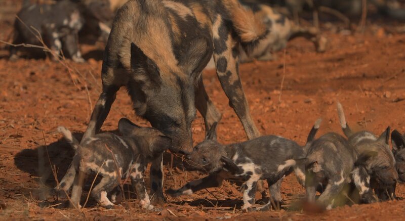 Dieses Bild fängt einen Moment der sozialen Interaktion innerhalb eines Rudels afrikanischer Wildhunde ein und zeigt insbesondere einen erwachsenen Wildhund im Umgang mit seinen Welpen.   – Bild: Curiosity Channel