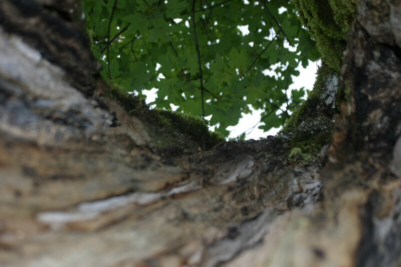 Jahrhundertealte, zum Teil schon hohle Ahornbäume, sind der Stolz im Naturschutzgebiet Ahornboden, dem geschlossensten Waldgebiet der Nordalpen an der Grenze zwischen Bayern und Tirol im Karwendel. Im Bild eine der zahlreichen Baumhöhlen. – Bild: BR/​Udo A. Zimmermann
