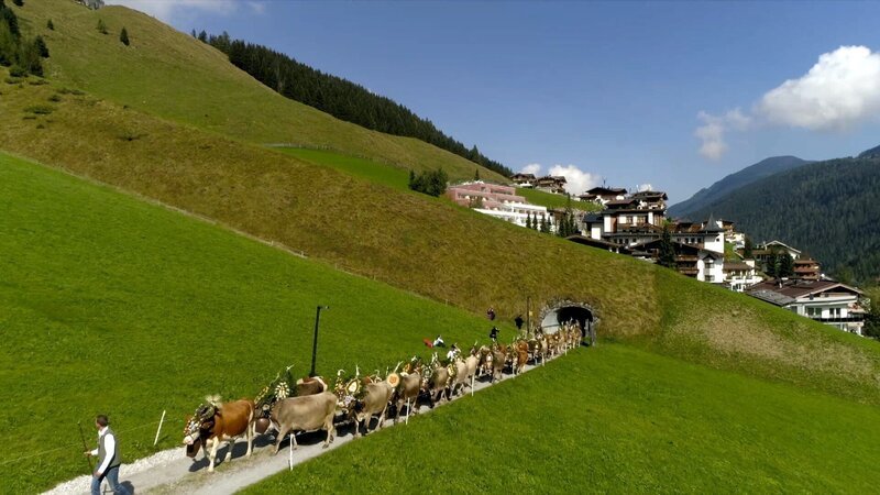 Tux-Finkenberg, Tirol, Almabtrieb. – Bild: ORF III