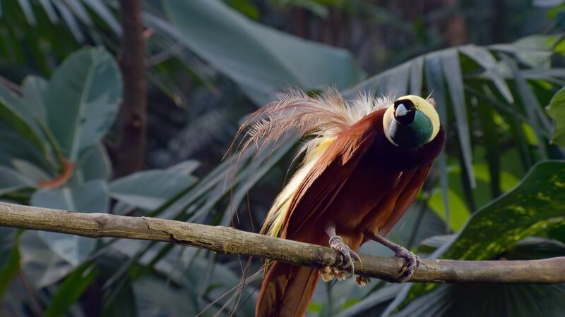 Ein großer Paradiesvogel sitzt auf einem Ast. – Bild: ZDF und arte, Off the Fence