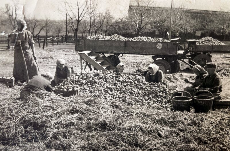 Kartoffelernte in den 1950er Jahren – Bild: ZDF /​ Manfred Probst