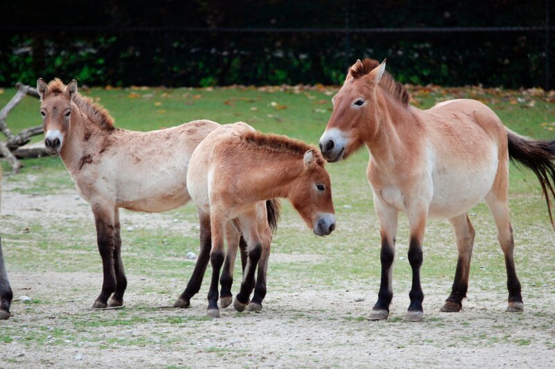 In Hellabrunn werden seltene Przewalskipferde gezüchtet. – Bild: Jens-Uwe Heins