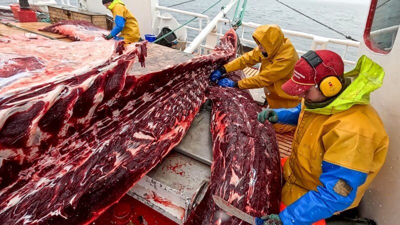 Der Bedarf an Walfleisch in Norwegen ist stark gesunken, die Fangquoten der Regierung werden seit Jahren nicht mehr voll ausgenutzt, da es nicht genügend Abnehmer gibt. – Bild: ZDF