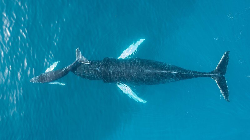Eine Buckelwalkuh mit Jungtier. Dem Team von Ocean Alliance ist es gelungen, Buckelwale von einer Drohne aus zu besendern. – Bild: Chris Zadra, Ocean Alliance /​ ZDF