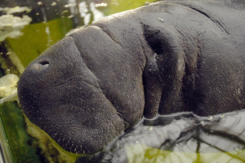 Wer gedacht hat, dass Seekühe nichts lernen können, wird von Pfleger Daniel Hollin eines besseren belehrt. Regelmäßig lässt er die Nagelmanatis, so ihr wissenschaftlicher Name, zum Training in ihrem Wasserbecken anschwimmen. – Bild: rbb/​Thomas Ernst
