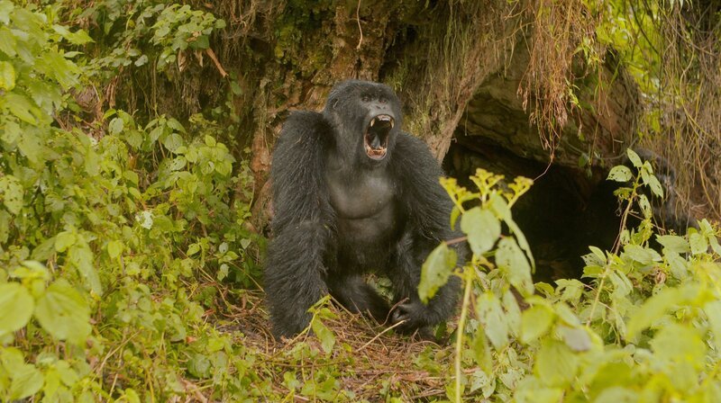 Machtkämpfe zwischen Berggorillas verlaufen oft aggressiv und können tödlich enden – Bild: MDR/IN ONE MEDIA Machtkämpfe zwischen Berggorillas verlaufen oft aggressiv und können tödlich enden – Bild: MDR/IN ONE MEDIA