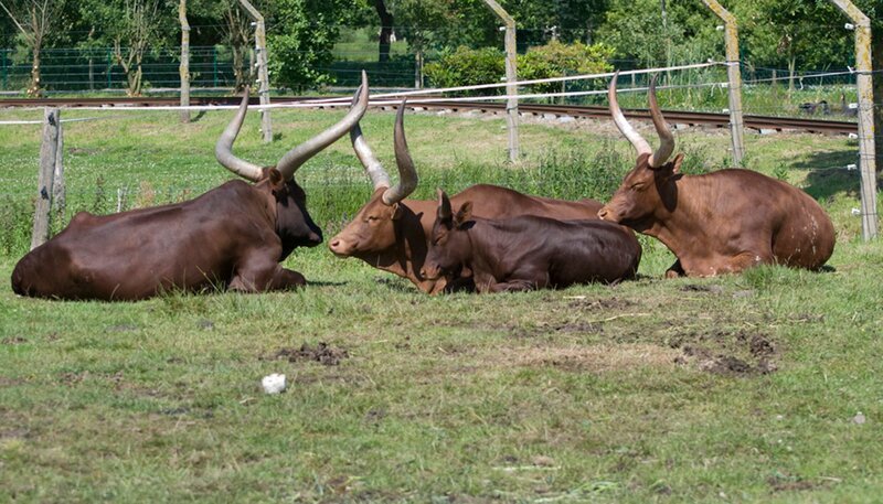 Watussirinder im Jaderpark. – Bild: Radio Bremen/​Volkmar Struessmann