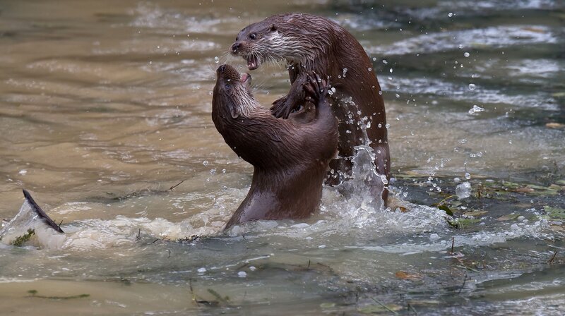 Otter – Bild: RTL
