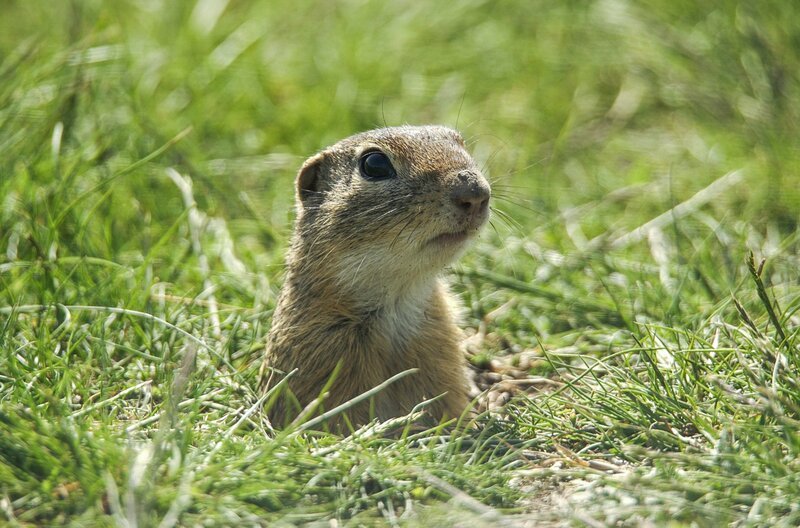 Ein Ziesel erwacht aus seinem Winterschlaf. – Bild: Szilard Kovacz