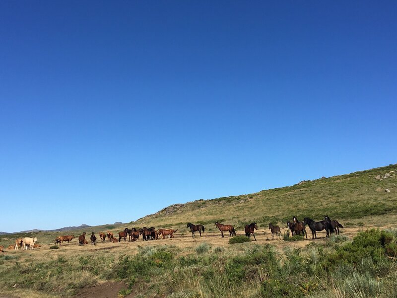 Garrano-Ponies leben im Peneda-Geres Nationalpark in freier Wildbahn. – Bild: ZDF und RB, Kinescope