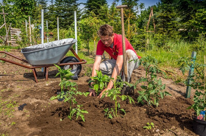 Tomaten und Paprika pflanzen. – Bild: NDR/​Udo Tanske