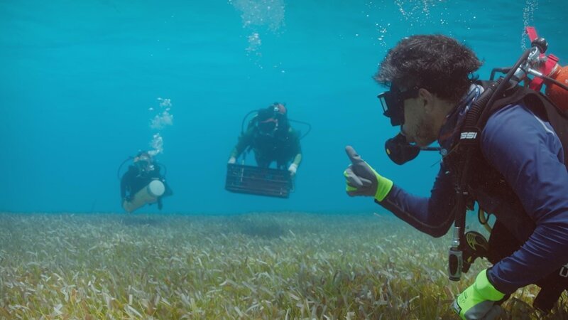 Zur Renaturierung der Seegraswiese entnehmen die Wissenschaftler intakte Seegräser aus der Mitte der grünen Unterwasserteppiche und pflanzen diese anschließend um. – Bild: ZDF