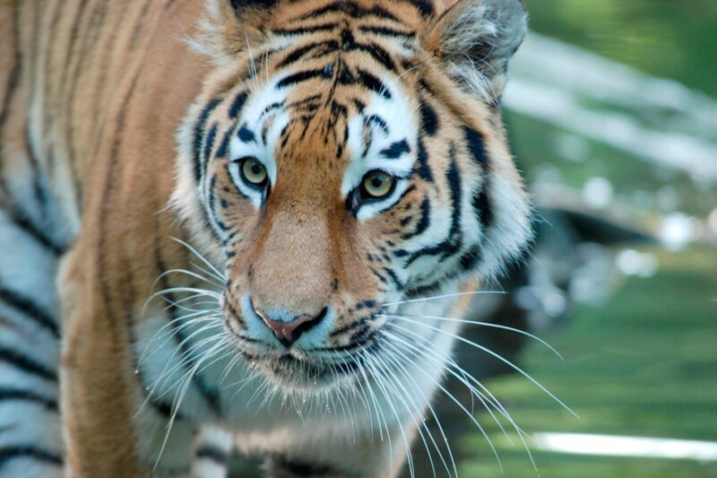 Von Elefantenböllern werden Tiger ganz kirre. – Bild: BR/​Jens-Uwe Heins