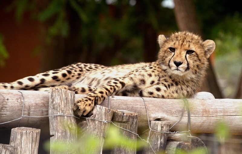 Neu im Waisenhaus für wilde Tiere: der kleine Gepard Tyson. Mit rund 400 weiteren Tiere hat er eine Zuflucht mit weitläufigen Gehegen und engagierten Pflegern gefunden, die ihn fit machen für ein Leben – zurück in der Wildnis. – Bild: SWR/​Simon Schanach