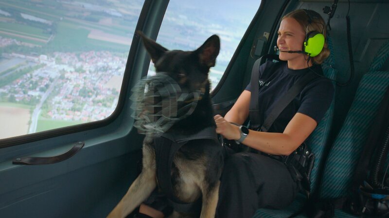 Die Sprengstoffhunde der Bundespolizei am Flughafen München müssen manchmal auch an andere Einsatzorte. Dorthin geht es dann mit dem Helikopter. Die junge Diensthündin Maxima von Hundeführerin Mandy soll zum ersten mal in einen Hubschrauber bei laufendem Rotor einsteigen. Weiteres Bildmaterial finden Sie unter www.br-foto.de. – Bild: BR/​Tom Wittmann