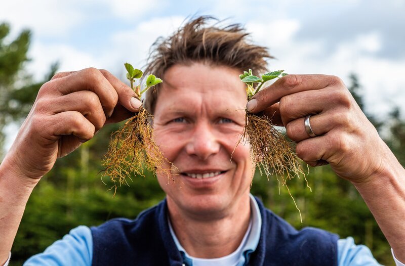 Peter Rasch pflanzt jetzt junge Erdbeeren, um seine Beete vorzubereiten. – Bild: NDR/​Udo Tanske
