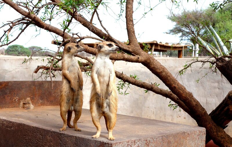 ARD/​SWR DAS WAISENHAUS FÜR WILDE TIERE FOLGE 88, „Abenteuer Afrika“, am Montag (02.03.15) um 16:10 Uhr im ERSTEN. Die beiden zahmen Erdmännchen Hänsel und Gretel. – Bild: SWR/​Simon Schanach