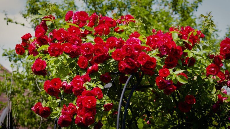 Im Bild: „Dornröschens Flair“ – das ist der romantische Name von Wilhelmine Buxhofers Rosenparadies im Mostviertel. Die Rosenliebhaberin hat in ihrem Garten über 100 verschiedene Sorten gepflanzt. Ein Spaziergang durch diese Oase ist ein betörendes Dufterlebnis. Aber das ist noch nicht alles- Wilhelmine Buxhofer ist auch eine Liebhaberin von Nutzpflanzen, so kultiviert sie über 100 Pflanzen, die man essen kann. – Bild: ORF/​Talk TV
