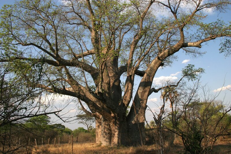 Baobab, auch bekannt als ‚Afrikanischer Affenbrotbaum‘, ist eine der riesigsten Baumarten des Kontinents. Diese ‚Riesen‘ bilden den Lebensraum für viele Vogelarten und andere Lebewesen. Eine besondere Ansammlung dieser jahrhundertealten Bäume befindet sich in Thulamela im nördlichsten Zipfel des Kruger-Parks. – Bild: BR