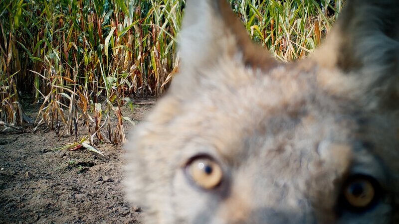 Der Wolf – ein gefährliches Raubtier oder doch ein nützliches Wildtier? – Bild: ZDF und Sebastian Körner
