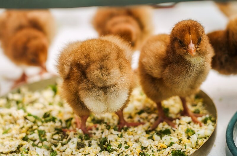 Hühner als Gartenhelfer: Noch sind sie klein, aber bald sollen sie die Beete von Unkraut befreien. – Bild: NDR/​Udo Tanske