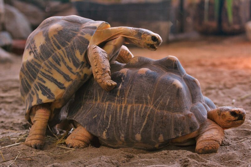 Schildkröte Paul ist ein echter Schwerenöter. Weiteres Bildmaterial finden Sie unter www.br-foto.de. – Bild: BR/​Jens-Uwe Heins