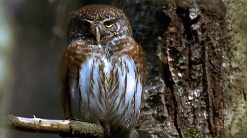 Mit Beginn des Sommers kehren die Vögel zurück. Der Wald ist jetzt erfüllt von Ihren Gesängen. Unzählige Schmetterlinge, Käfer und Bienen bevölkern die blühenden Hänge. Auch bei den Spätbrütern, wie Sperber und Sperlingskauz (Foto), sind nun die Jungen flügge. – Bild: BR/​Jürgen Eichinger