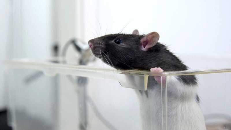 Wissenschaftler nutzen die neuesten Technologien, um die Laute der Tiere zu analysieren und herauszufinden, was sie eigentlich sagen. – Bild: ORF/​ZDF